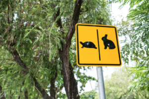 Slow and steady wins the race